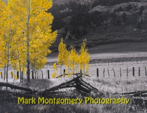 Golden_aspens-336-11