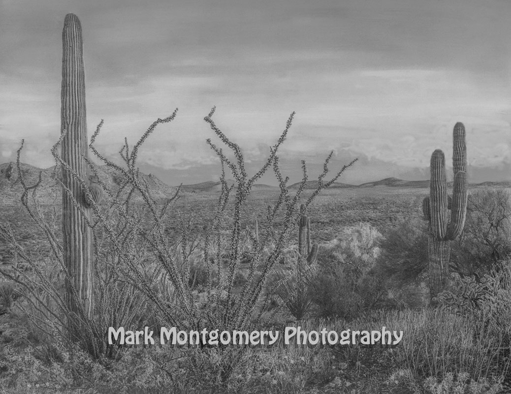 Desert solitude black-and-white